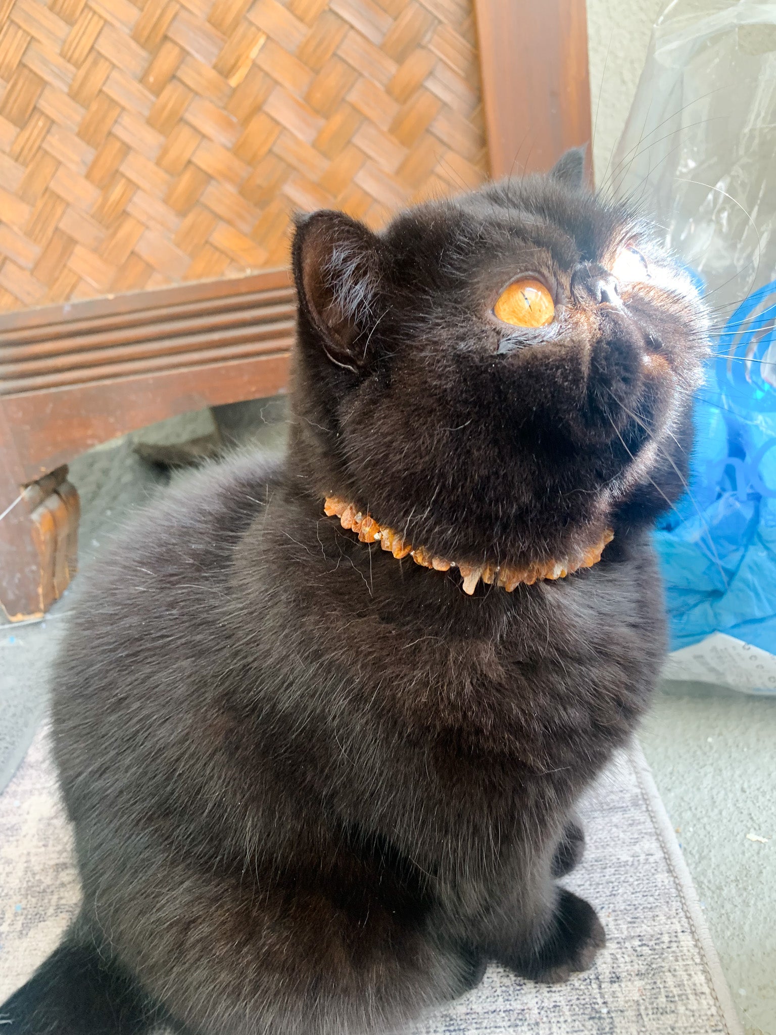 Amber 2024 cat collar